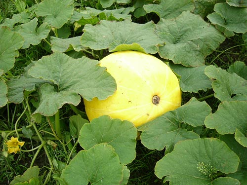 Winter Squash